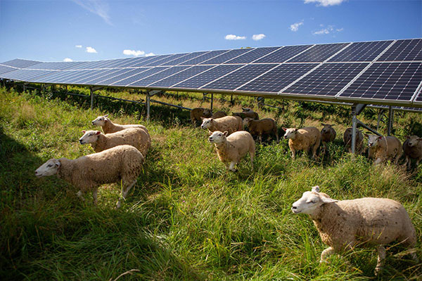 Photovoltaics In Aquaculture Farms